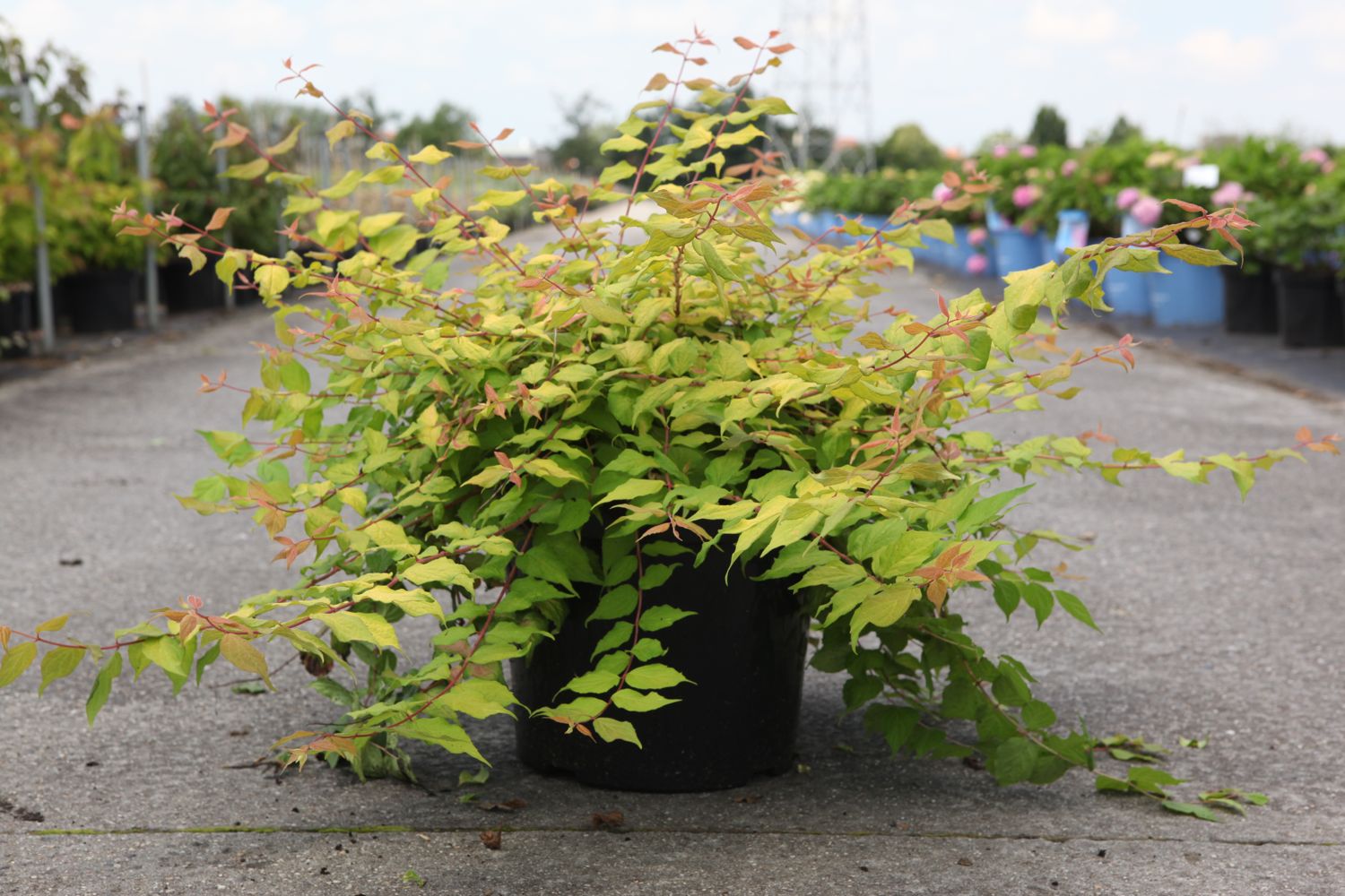 Kolkwitzia amabilis 'Maradco'